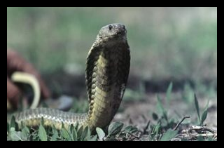 بالصور… أفاعي في غرفة حرس قوى الأمن! 1 171756275 300x191 1