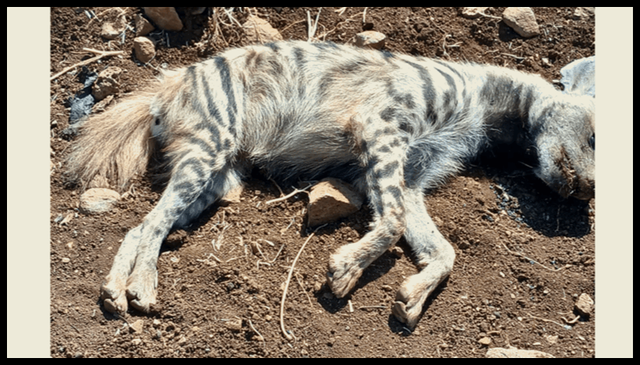 Doc T 881376 638948116801975676