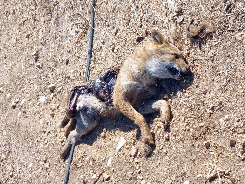وزارة الزراعة تتحرك فورًا بتوجيهات الوزير هاني 4 FB IMG 1759234602154