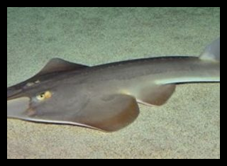 shark1 300x214 1