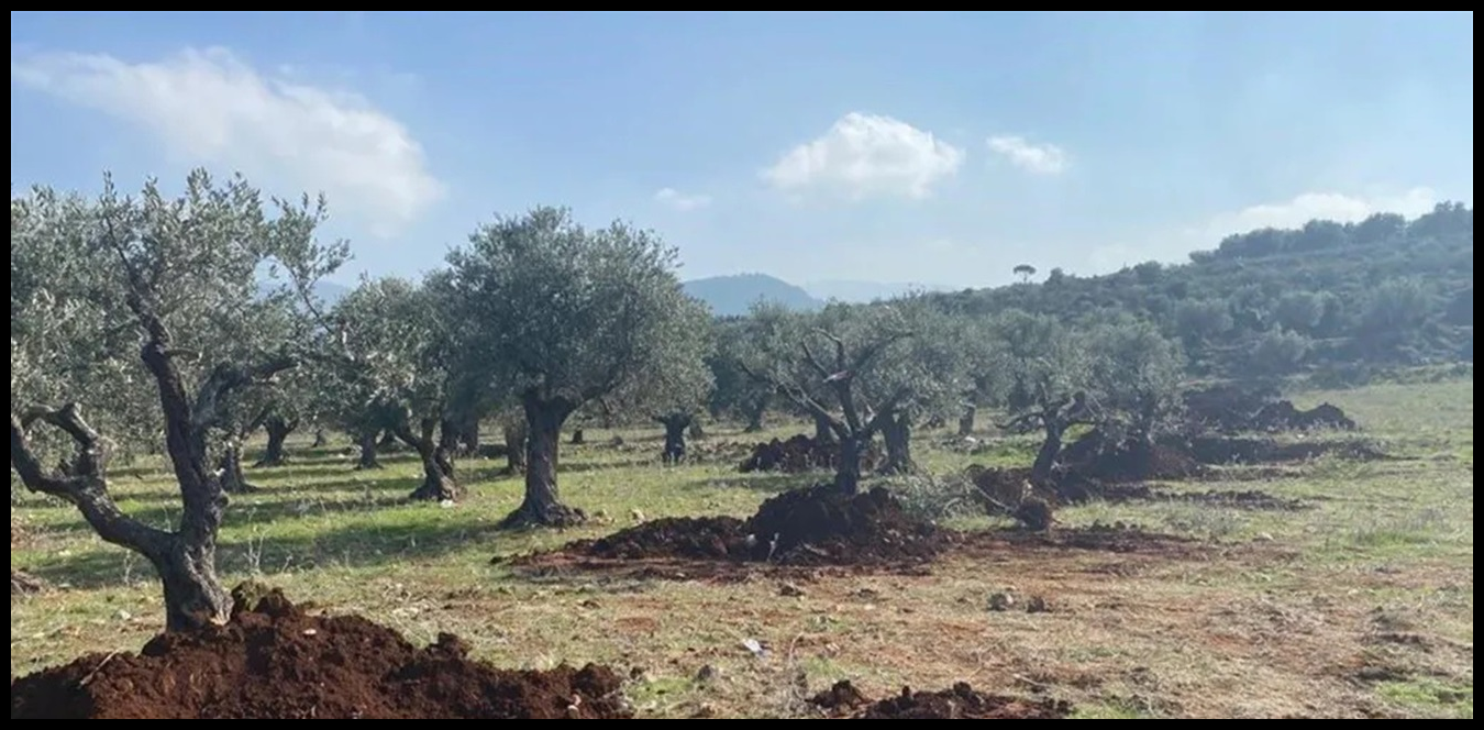 Doc P 1425750 638953417990136777