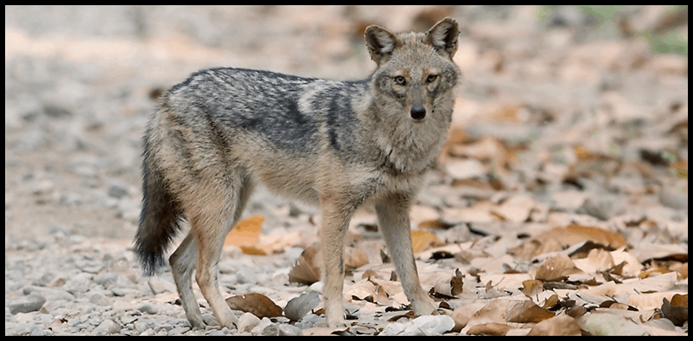 Doc P 1435232 638972817540577065