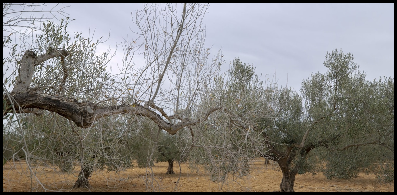 في الضنية.. يباس المواسم بسبب شح المياه ومطالب بالعدالة في التوزيع 1 Doc P 1435900 638974203272049150