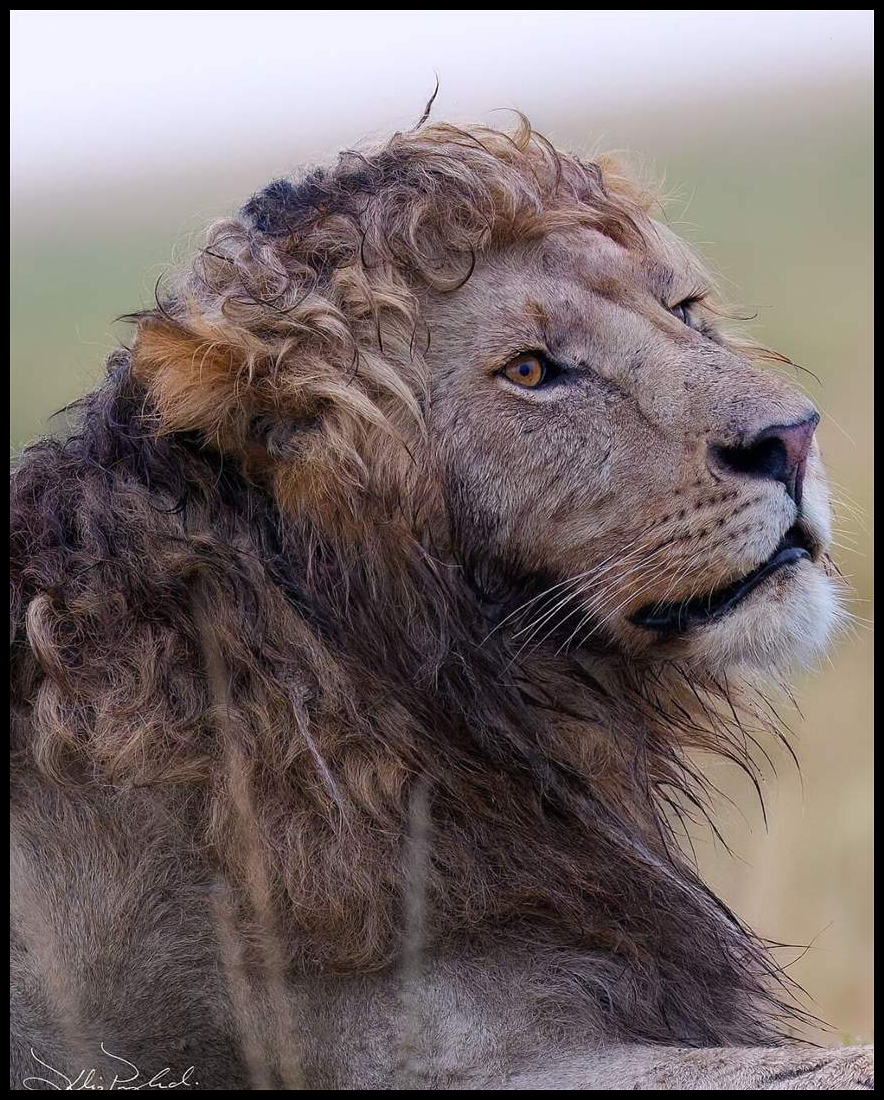 مشهد نادر.. أسد بشعر متجعد (شاهد الصور) 1 Doc P 547571 638970027689436988