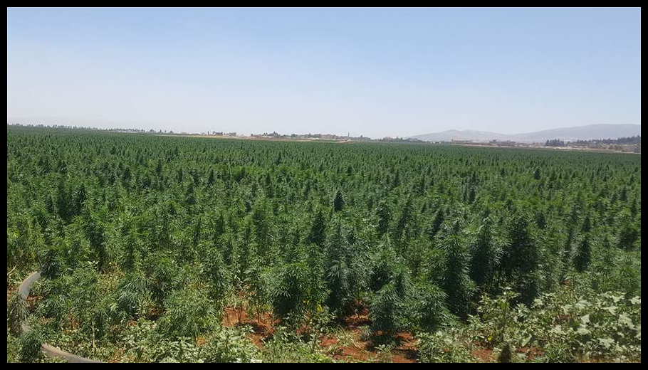 الهيئة الناظمة للقنّب الهندي محذرة من ايهام المزارعين: سنلاحق المتاجرين بهواجس المزارعين 1 Doc T 887204 638973450564752016