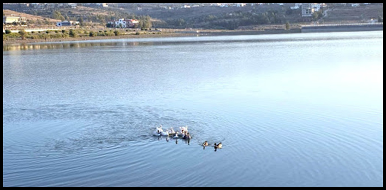 مبادرة بيئية في عكّار: إعادة طيور بريّة إلى الطبيعة 1 Doc P 1438535 638979781059899709