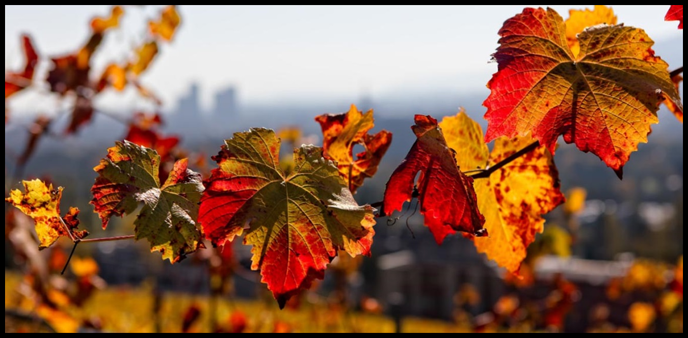 الحرارة تخطت ليلا الـ30 درجة.. هل سيشهد لبنان منخفضات جوية قريباً؟ 1 Doc P 1438630 638980091347509135