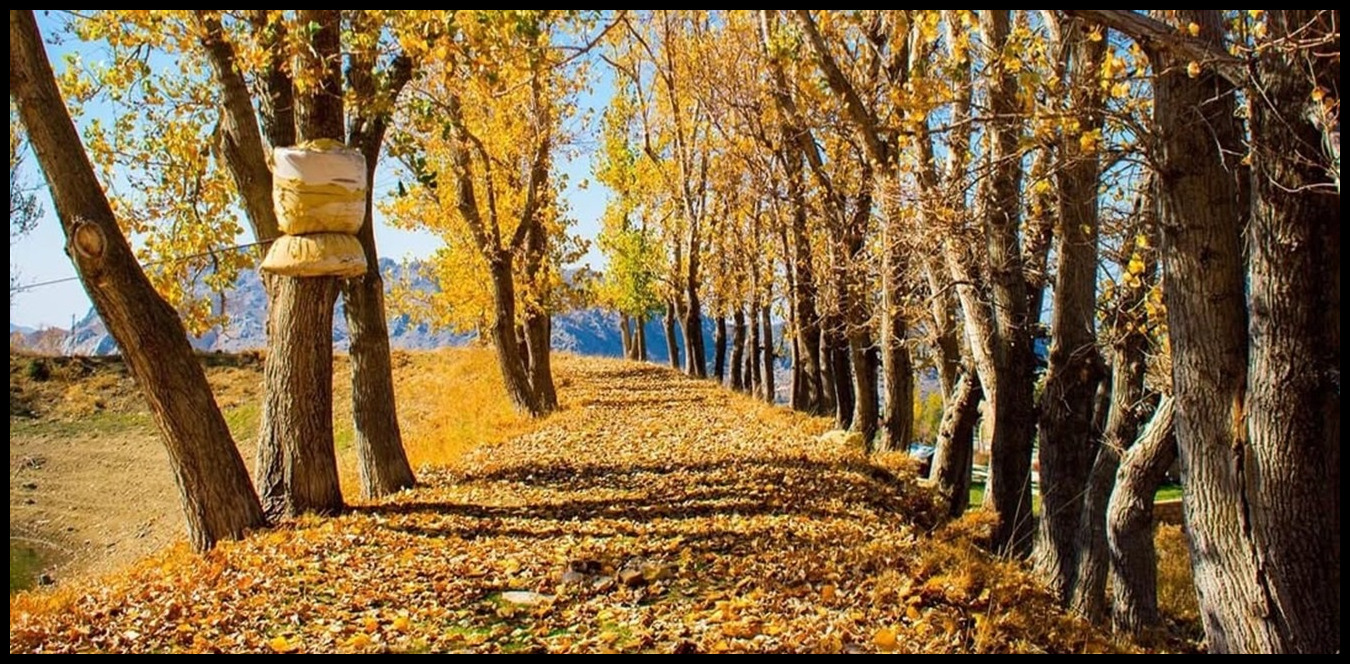 "عروس الخريف".. اللقلوق وجهة سياحية ساحرة لا تُفوّت (صور) 1 Doc P 1439883 638982775158920792