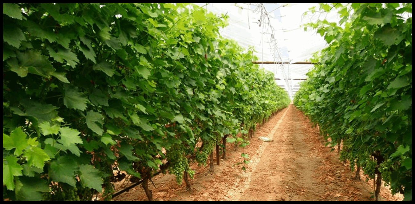 من الوزير هاني.. قرار بتفعيل المركز الزراعي في برالياس 1 Doc P 1440400 638983739875702584