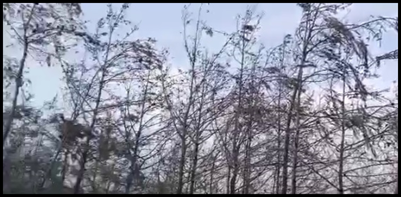 Doc P 1440923 638984723870489862