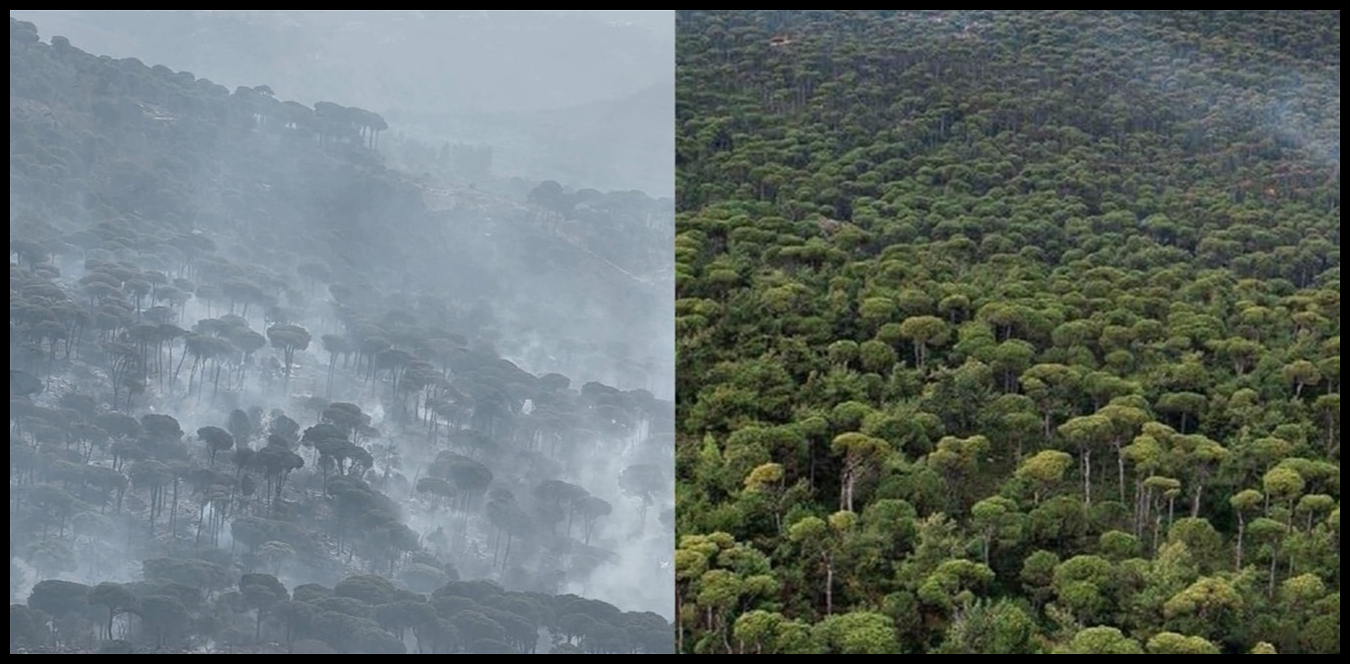 من "ذهب أبيض" إلى رماد أسود.. إسرائيل تحرق أكبر غابة صنوبر لبنانية في الشرق الأوسط 1 Doc P 1441037 638984904891946423