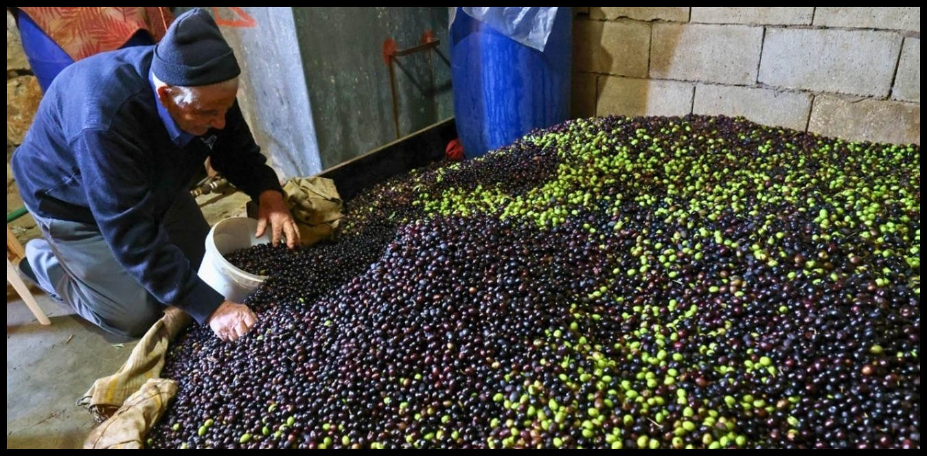 "زيتون لبنان" يتحدى إسرائيل.. قطافٌ حدوديّ بوجهِ التهديد! 1 Doc P 1442624 638988306679043251