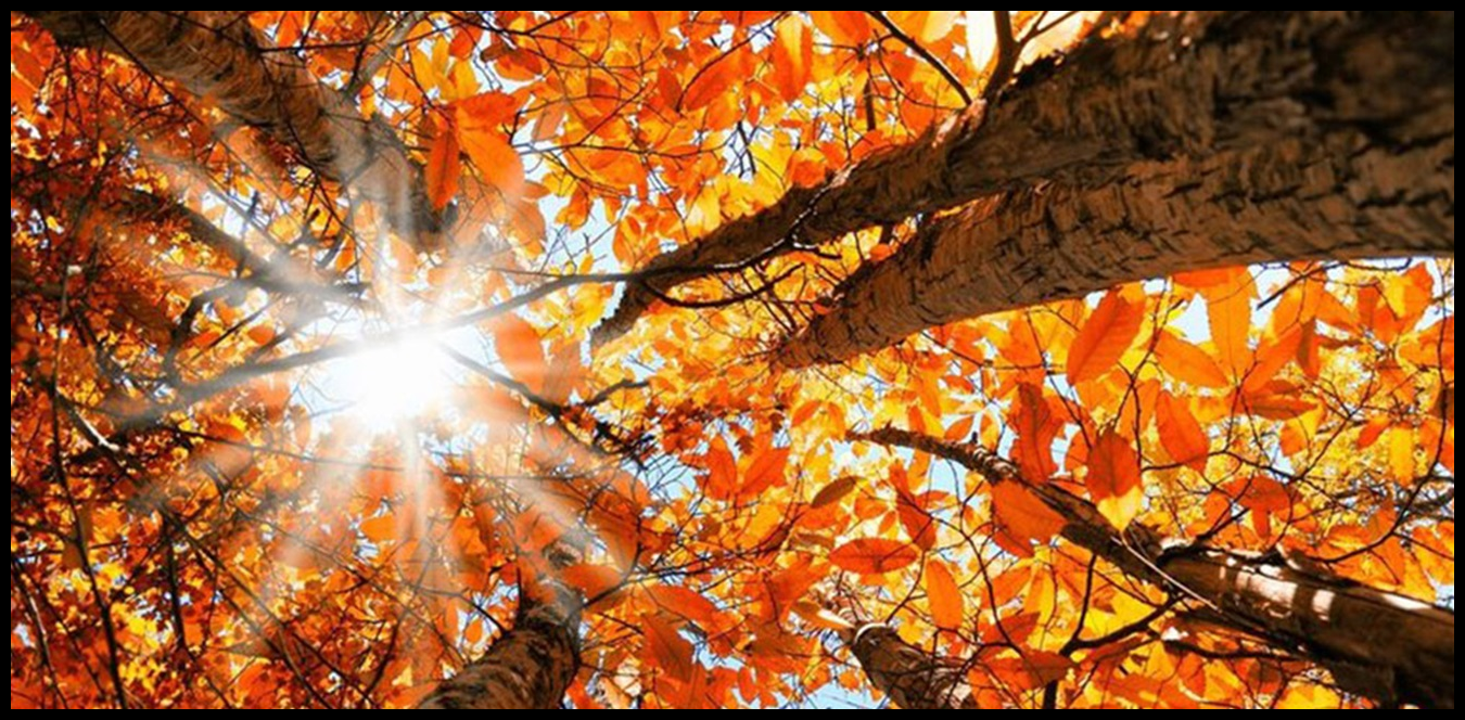 Doc P 1443622 638990621432306048