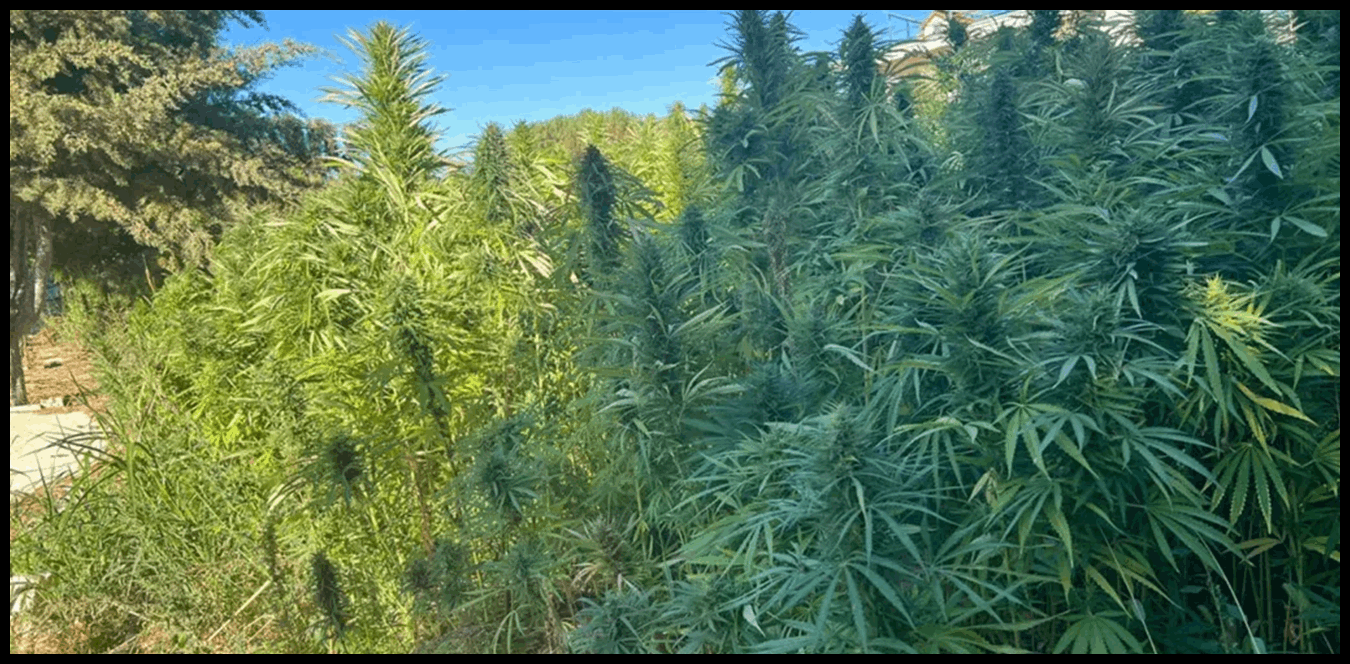 مزارعو القنب الهندي في بعلبك - الهرمل: استهداف رئيس الهيئة الناظمة هو اعتداء على لقمة عيش المزارعين 1 Doc P 1444096 638991597318036713