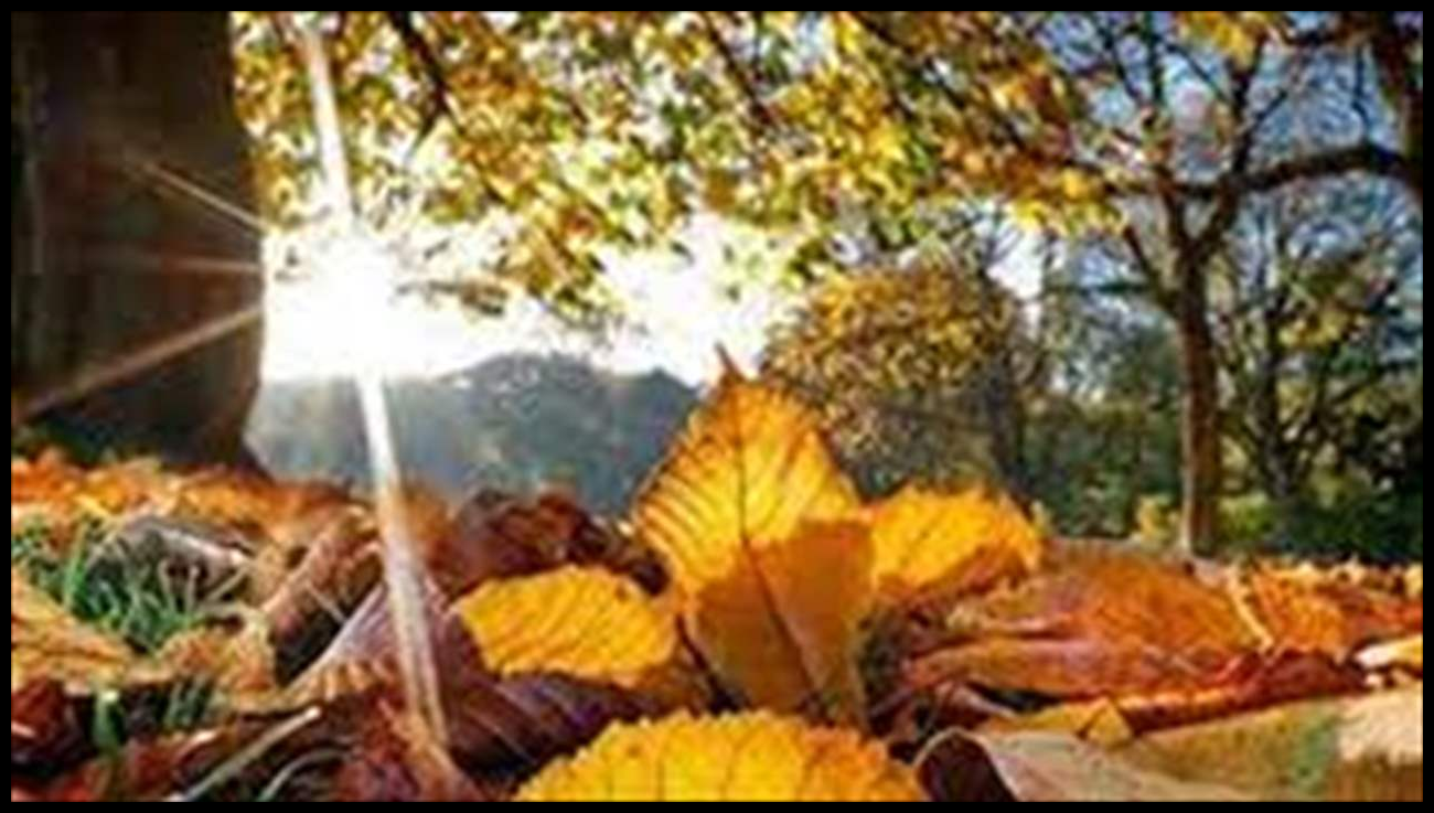 خريف متقلب.. هل من شتاء على الأبواب! 1 Doc P 548872 638983671529454592