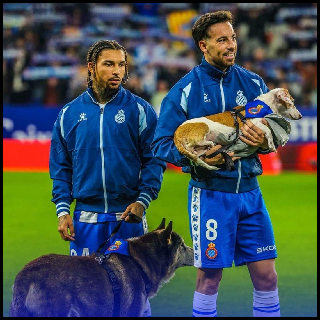 مبادرة لافتة من إسبانيول: اللاعبون الى الملعب برفقة كلاب للتبنّي 1 Doc P 549118 638986080970062911