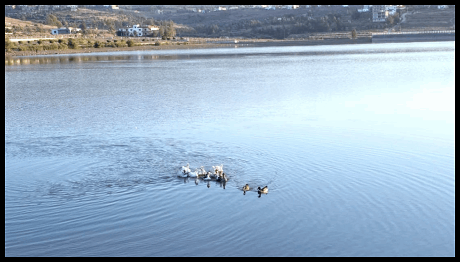 وزارة الزراعة تطلق طيور الوز في بحيرة الكواشرة بالتعاون مع الجيش اللبناني وبلدية الكواشرة 1 Doc T 888473 638979728169529186