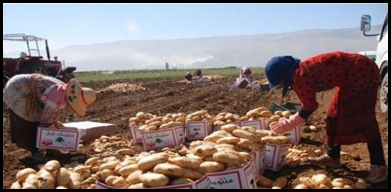 Doc P 1498886 639093845324373887