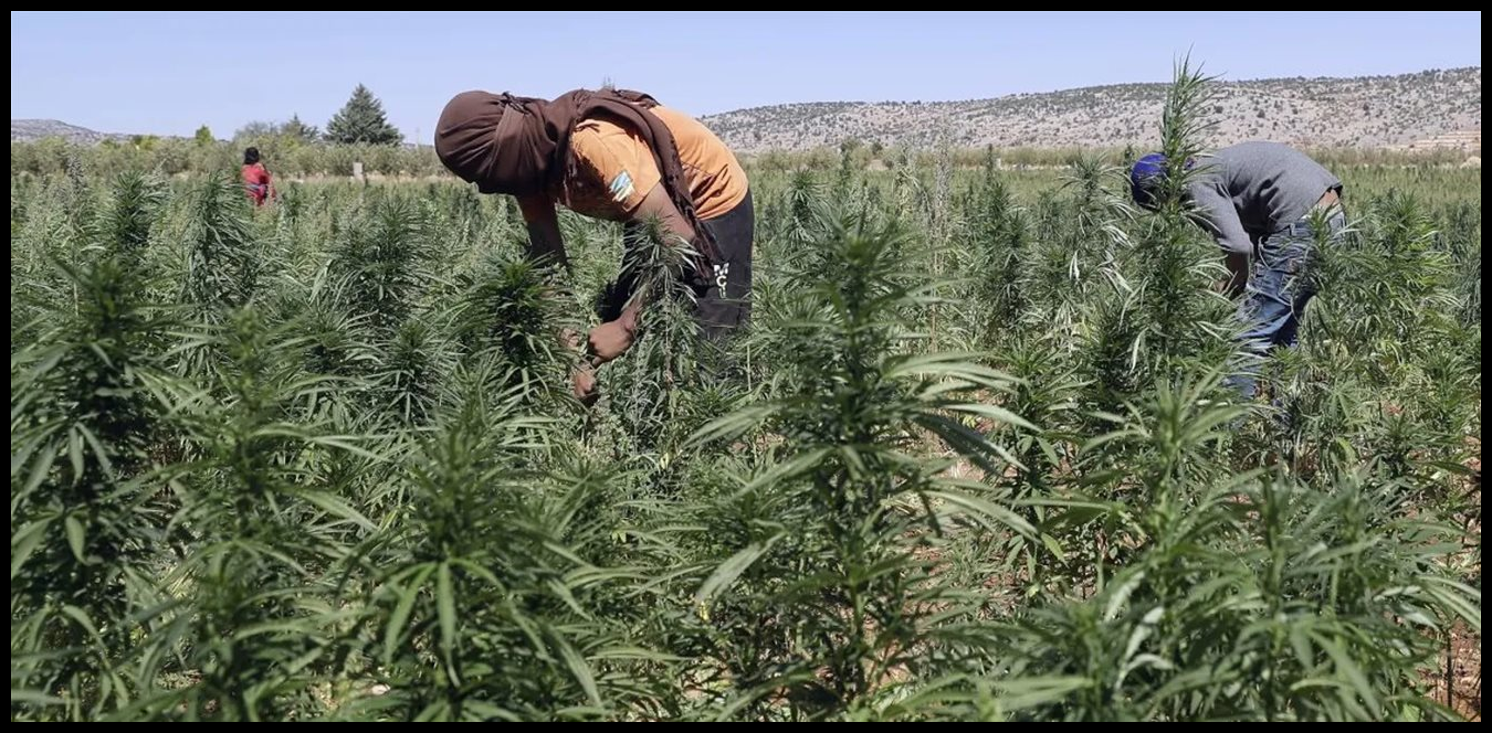 Doc P 1499032 639094192486365679