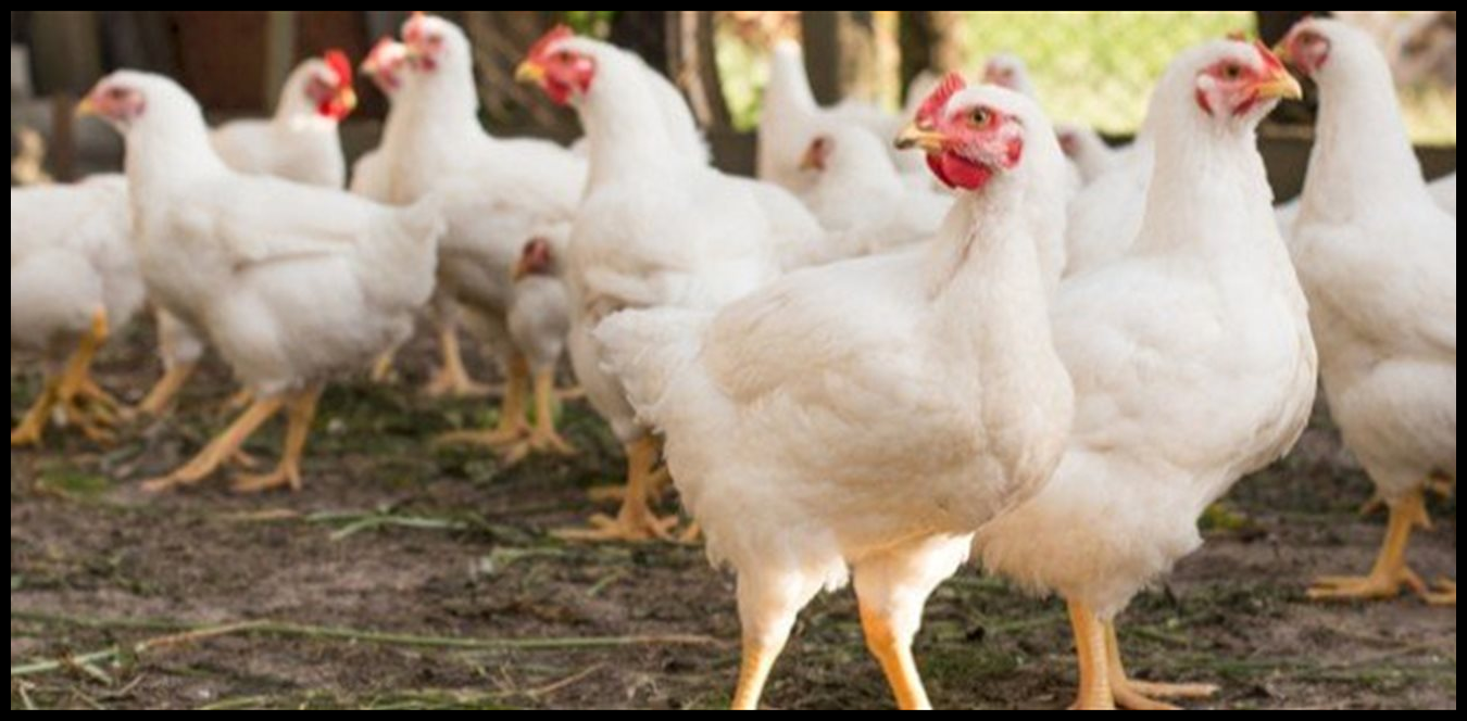 Doc P 1499167 639094328286644710