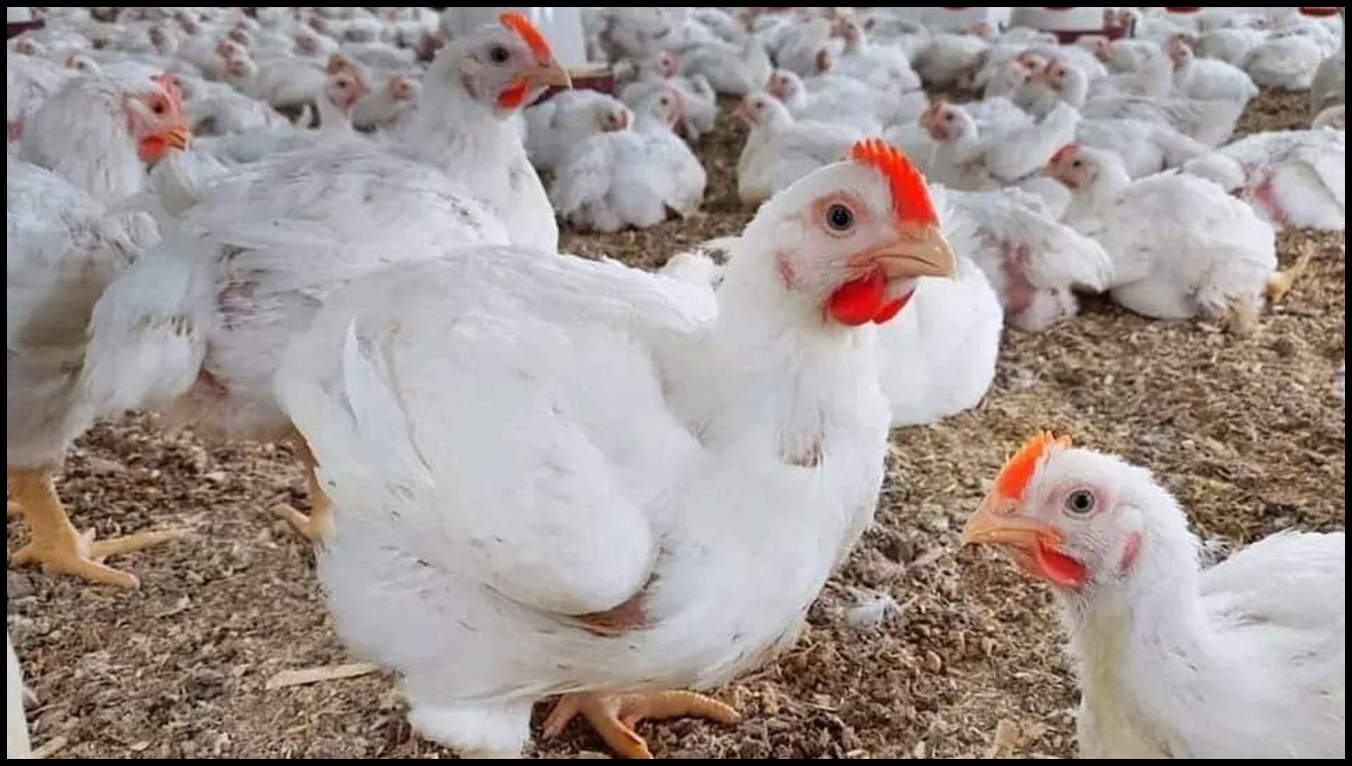 Doc P 912459 639086503889284199