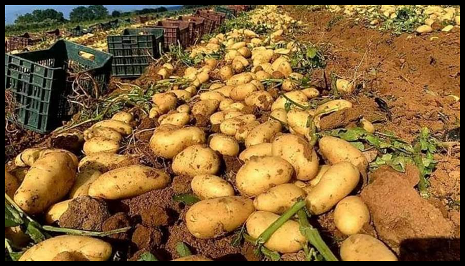 مزارعو البطاطا في عكار: دعم قرار تنظيم الاستيراد والمطالبة بكشف مخزون التجار 1 Doc T 915110 639092701181852456