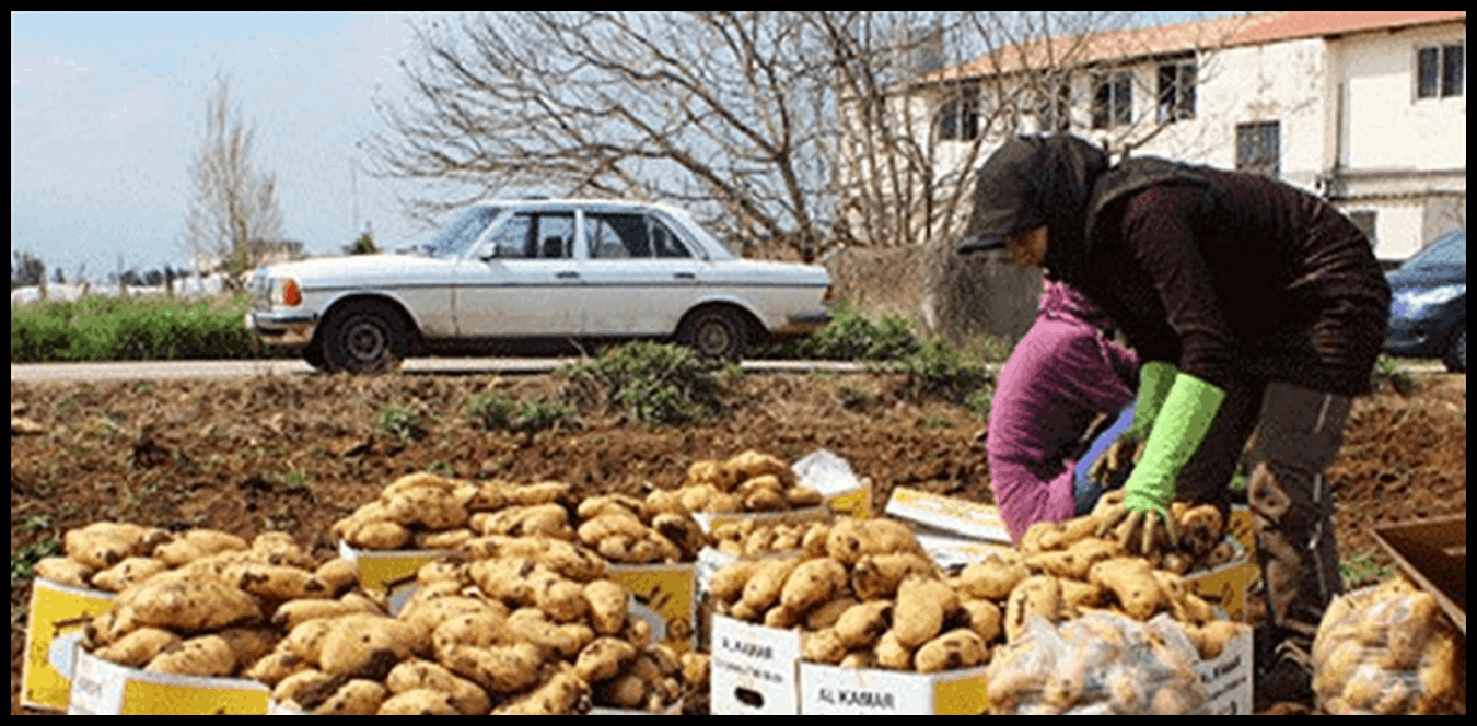 وزارة الزراعة تعلن لائحة المتاجر الملتزمة ببيع البطاطا بالسعر المخفض 1 Doc P 1506206 639106374754421048