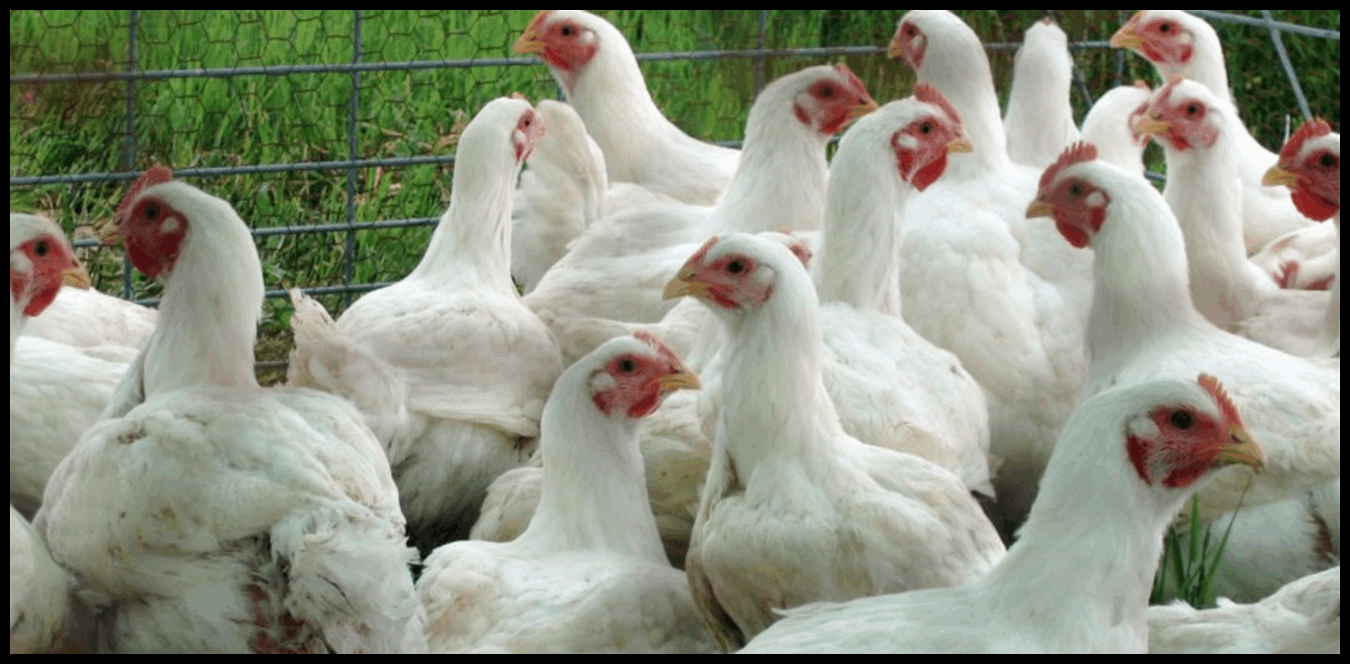 الدجاج أرخص من "كيلو البندورة" 1 Doc P 1509299 639111881590308332