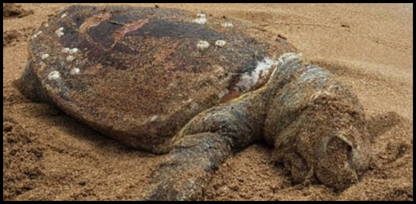 Doc P 1515847 639123797998787446