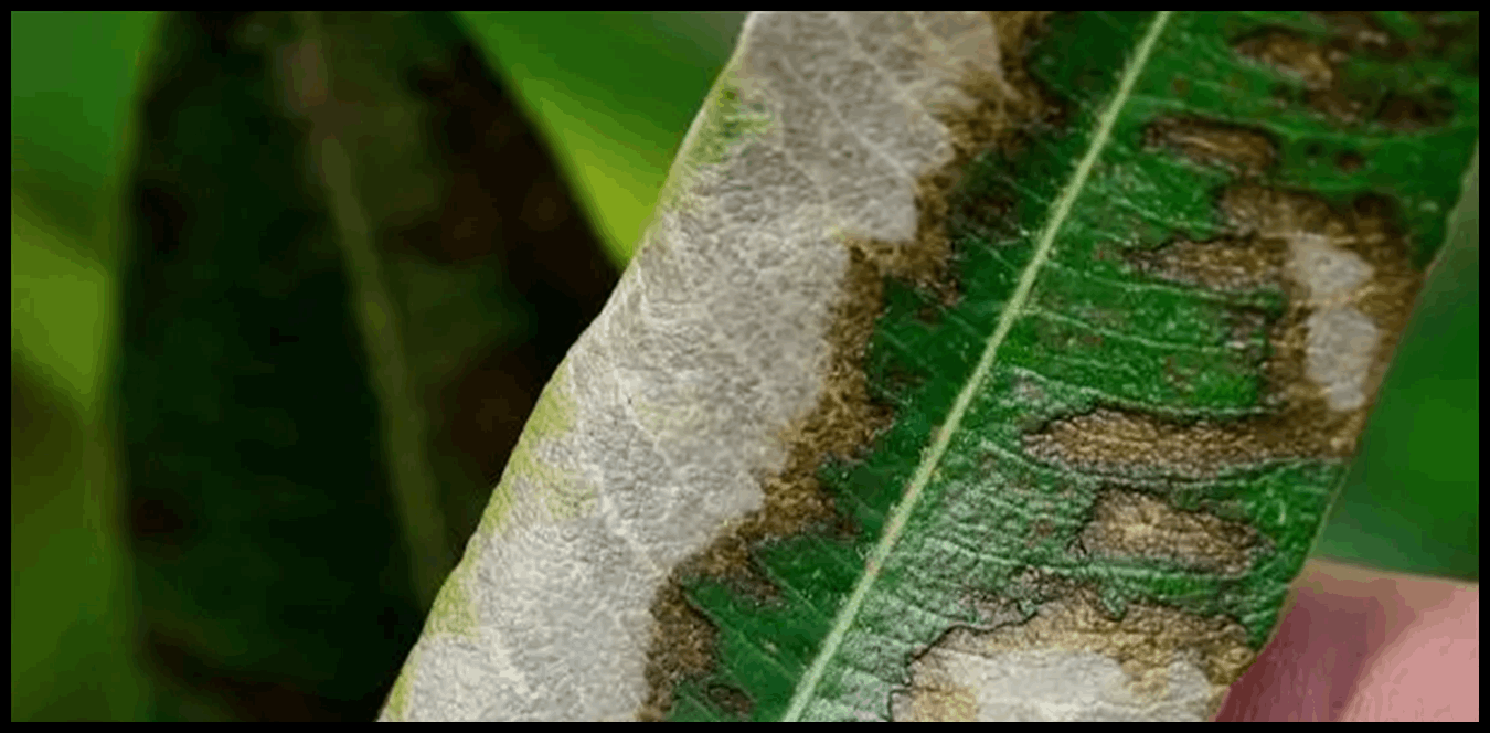 Doc P 1517078 639126239381204651