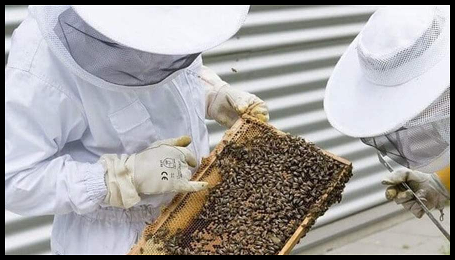 نقابة مربي النحل في الجنوب: قرار الوزارة لتنظيم القطاع لا يراعي الواقع والتحديات ويجب إعادة درسه 1 Doc T 933654 639147986826203893